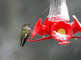 six tips to keep hummingbirds alive