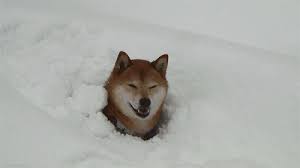 Wow such doge much meme very internets cy so curren many populan oo)d internet gold: Doge Gifs Album On Imgur
