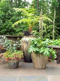 Plants For Your Patio