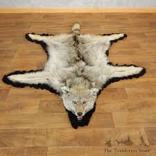 coyote full rug taxidermy mount 17863