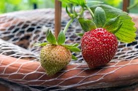 how to grow strawberries thompson