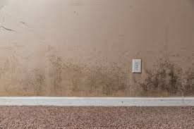 how to get black mold out of carpet