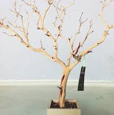 All Natural Tree Jewelry Holder