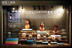 tainan s museum of archaeology opens