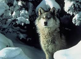 Wolves can be found in a variety of climates and habitats. David Mcgrath Saving Wolves For The Slaughter Column Madison Com