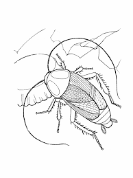 Previous article supernoobs not a hero coloring page. Free Printable Cockroach Coloring Pages For Kids