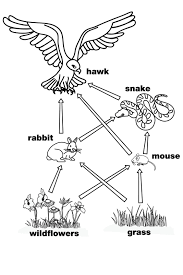 Food Web This Is A Perfect Diagram For The Food Web