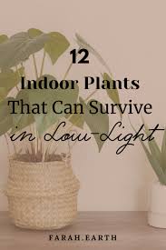 12 Indoor Plants That Can Survive In