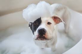 Image result for dog in tub of suds