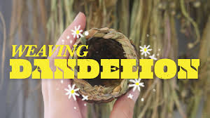 weaving foraged dandelion you