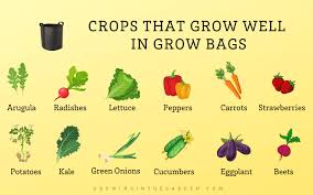 gardening in grow bags 5 tips for