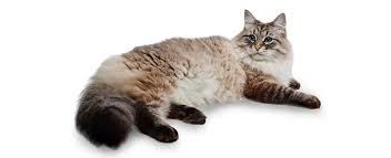 Use websites like craigslist or kijiji to find out if anyone is giving away a siberian cat for adoption. Siberian Cat Breed Profile Petfinder