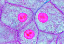 Maybe you would like to learn more about one of these? Microscopic Images Of Plant And Animal Cells Google Search Plant And Animal Cells Animal Cell Microscopic Cells