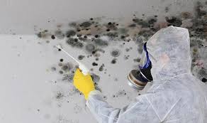 Mould Removal From Walls