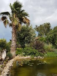 Маслена палма фирми за озеленяване палмите на варна кенция откъде да купя? Palm Center Of Bulgaria Botanical Garden Plovdiv Facebook