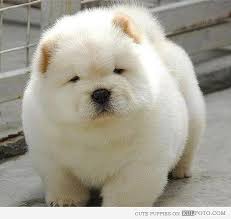 They act pretty alike also. Fat Chubby Adorable Puppy