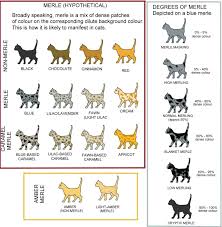 Colour And Pattern Charts Pets Cat Colors Bengal Cat
