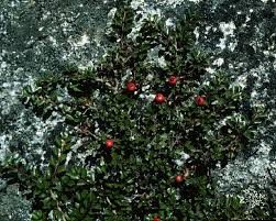 Cotoneaster in Flora of China @ efloras.org