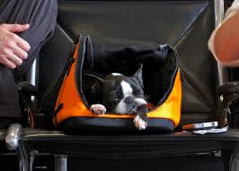 How To Keep Your Pet Safe On A Flight