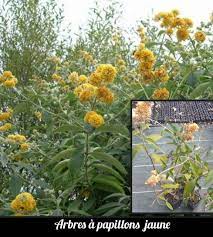 Arbre à papillons Bddleia jaune - Jardibo