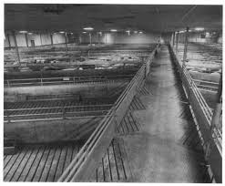 loading facilities and holding pens