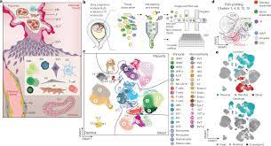 Single-cell reconstruction of the early maternal–fetal interface in humans  | Nature