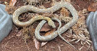 What Does A Corn Snake Look Like Find