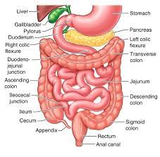 the small intestine part 4 of the 5