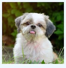Shih tzu puppies for adoption in va. Shih Tzu For Sale Near Me Dog Breed