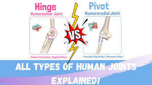 joint clification physiopedia