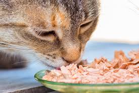 How To Buy The Best Cat Food By Products Grain Price And