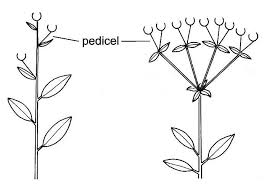 Crassula key to species, Jepson eFlora