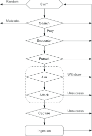 Flow Chart Of Predation Steps Shown By An Ambush Predator
