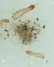 carpet beetle droppings pestclue