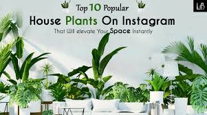 10 Popular House Plants Of Instagram
