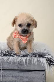 chihuahua poodle mixed breed puppy