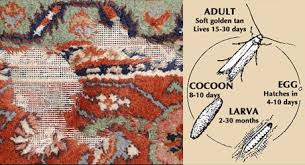 wool rug moth protection