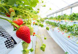 greenhouse strawberry cultivation
