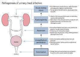 Urinary Tract Infection Uti Mcmaster Pathophysiology Review