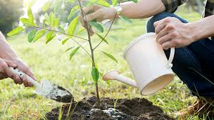 Teenagers planting trees people plant teenagers in a garden handsome gardener finance growth isolated black man in field plants,. Ryedale Residents Offered A Tree For Free As Part Of Climate Change Campaign