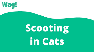 scooting in cats symptoms causes