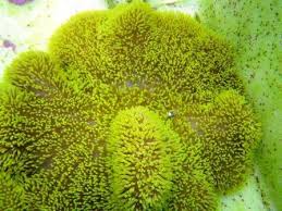 green carpet anemone south asia size