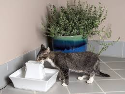 To keep your cat healthy, avoid using plants that are toxic to cats. Best Cat Fountains Of 2020