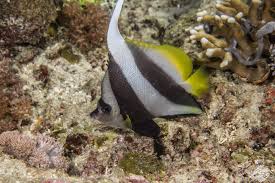 schooling bannerfish facts and