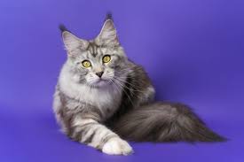 maine cat breed size appearance