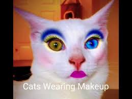 cats wearing makeup you