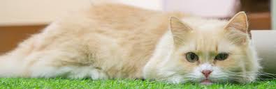 She and one of her male kittens, toulouse, were outcrossed to domestic cats. Munchkin Cat Cat Breed Information Characteristics And Facts
