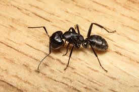 carpenter ants control conroe tx
