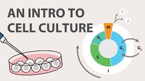 We did not find results for: Cell Culture Introduction Abm Inc