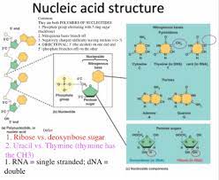 unit 3 nucleic acids and the central